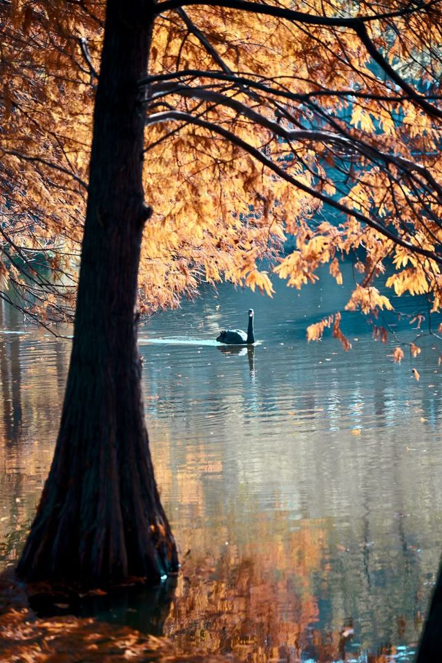 南京燕雀湖絕美水杉攻略秋日限定版油畫秘境 南京燕雀湖絕美水杉攻略秋日限定版油畫秘境