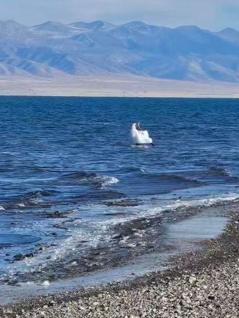 冰封青海湖:藏著藍冰與天鵝的冬日祕境 冰封青海湖:藏著藍冰與天鵝的冬日祕境