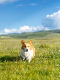 油畫般的「宗塔七色草原」是戶外人遛狗樂園