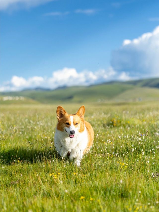 油畫般的「宗塔七色草原」是戶外人遛狗樂園 油畫般的「宗塔七色草原」是戶外人遛狗樂園