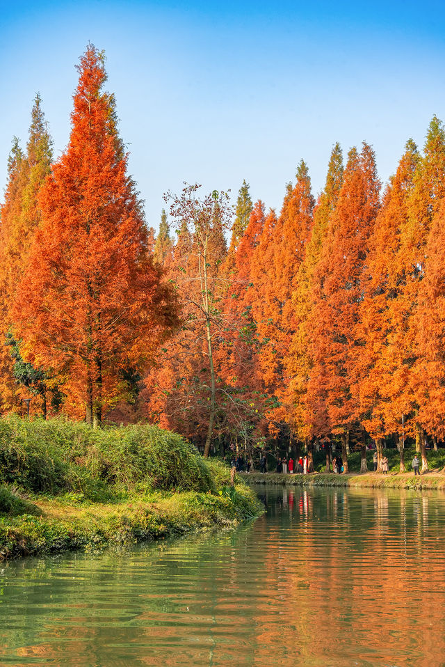 成都昇仙湖公園|晨霧下的水杉林是那麼的夢幻 成都昇仙湖公園|晨霧下的水杉林是那麼的夢幻