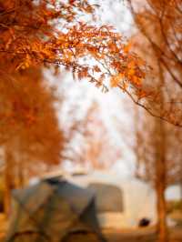 【上海1h直達·湖邊水杉秘境露營地】