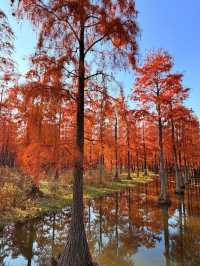 上海版“阿勒泰”|水杉林美到窒息