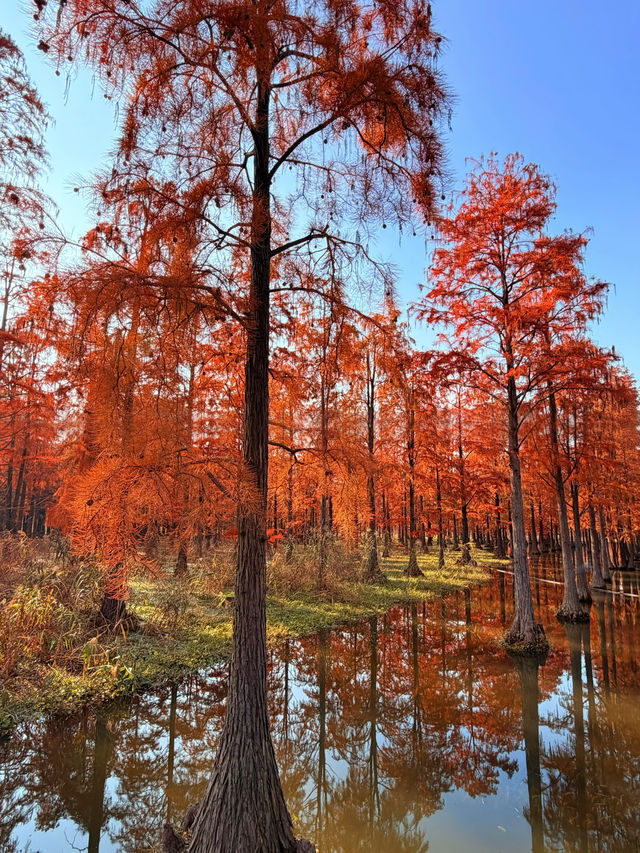 上海版“阿勒泰”|水杉林美到窒息 上海版“阿勒泰”|水杉林美到窒息