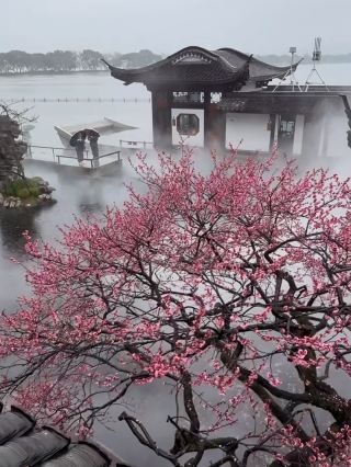 비 오는 날 매화 감상의 절경