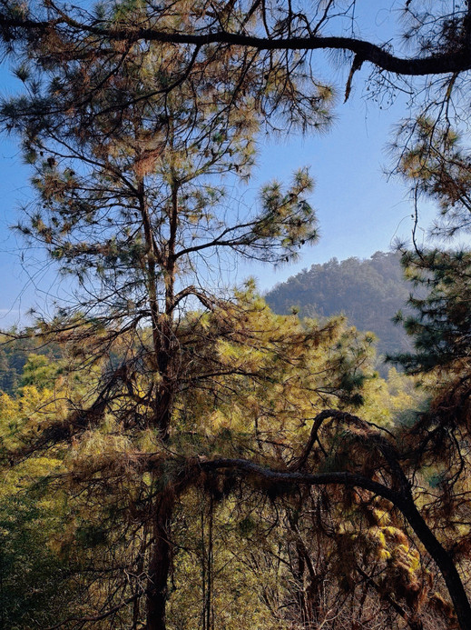 美岕山野温泉度假村(森林树屋) 参考图 11