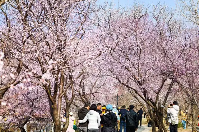 Weekend Flower Viewing in Beijing Municipal Parks