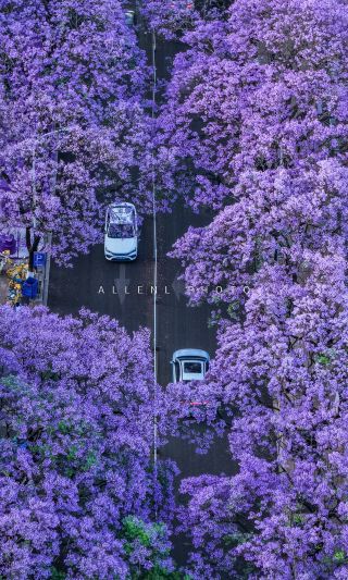 6年間貯めたジャカランダで、夢のような春を交換する（昆明2026ジャカランダ）