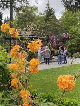 Enjoy the Azalea Sea | Explore Surrey's Hidden Beautiful Garden