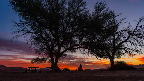 Africa Namibia, Sunset Glow in the Red Desert  The Lonely Tree in the Wilderness  In Namibia's red desert, a tree has become a favorite among photographers — traveler post in Namibia