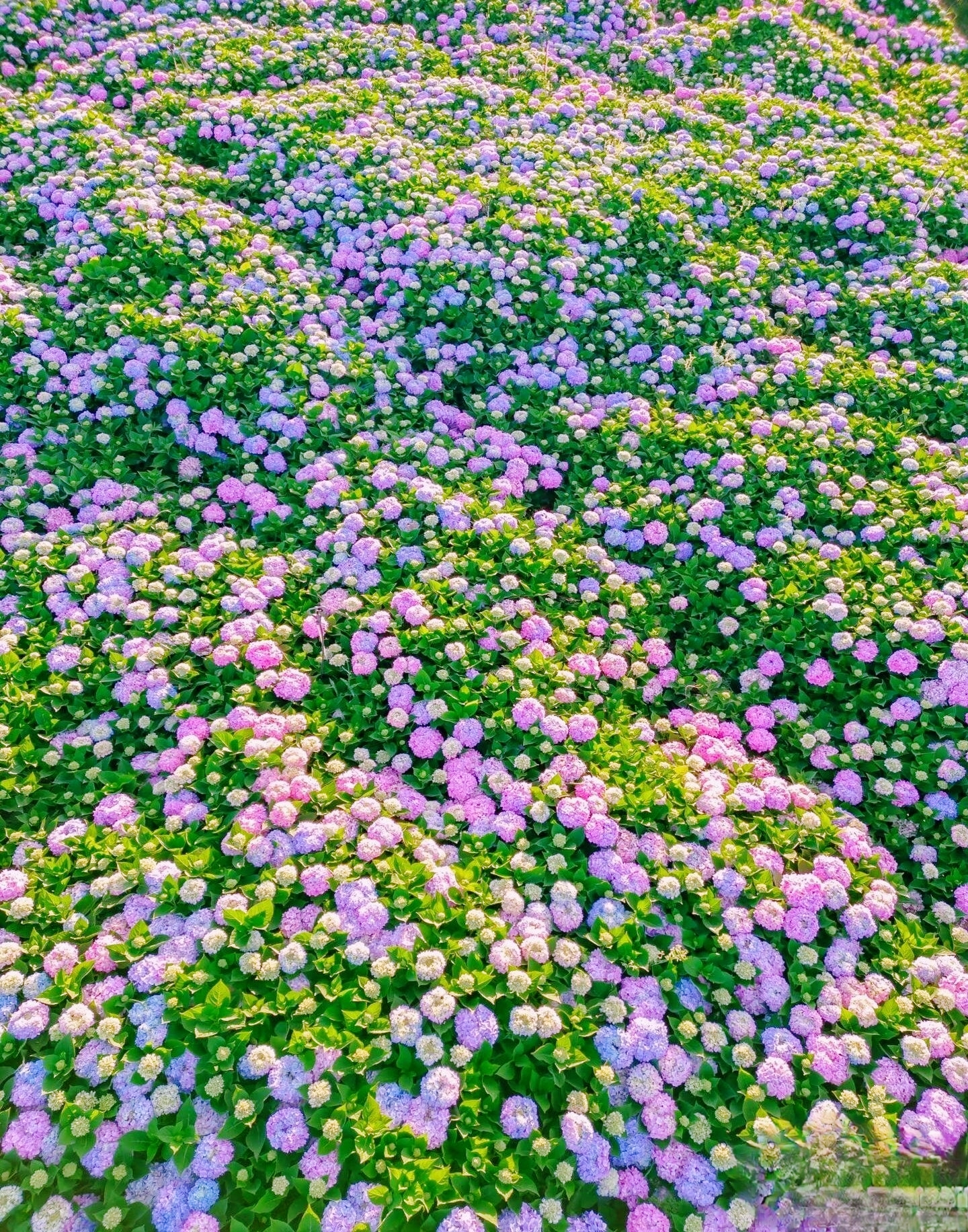 A pool of spring green, half an acre of pure joy! Discover the most beautiful place on your Yunnan trip