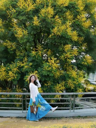 Autumn in Wuhan begins with the golden rain tree flowers (live shot)