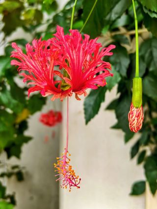 緑の楽園に迷い込んで｜神代植物公園大温室の絶景の花々、過小評価されている植物のエデン