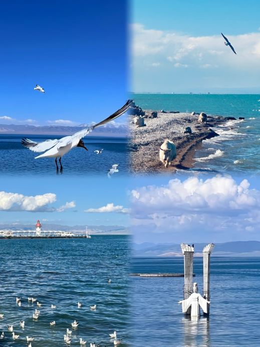 Tôi vừa trở về từ hồ Thanh Hải; tôi thực sự không khuyên bạn nên đi vào tháng 9 hoặc tháng 10 – sẽ rất vất vả.
