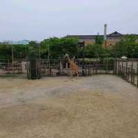 キリンを上からも下からも観察できる　京都市動物園