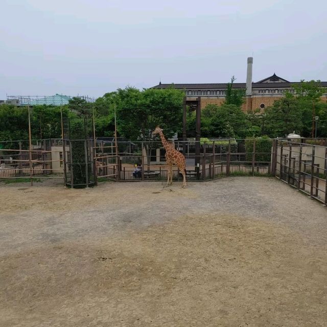 キリンを上からも下からも観察できる　京都市動物園