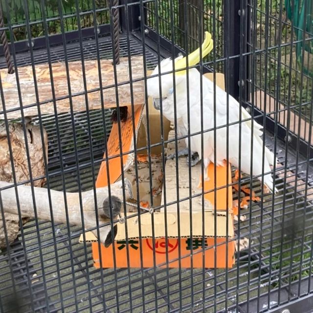キリンを上からも下からも観察できる　京都市動物園