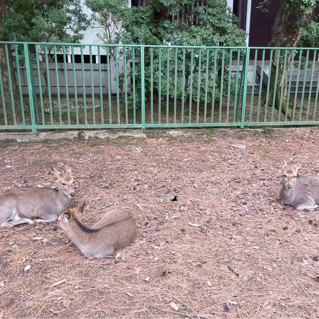 cute Nara deer 