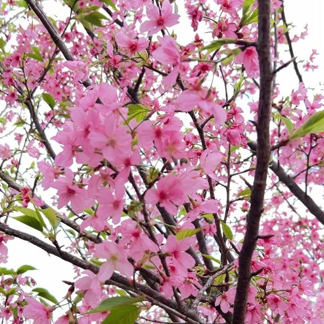 香港小日本🇯🇵櫻花園
