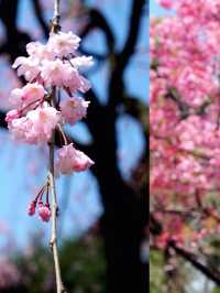 全東京最多櫻花樹的地標「上野恩賜公園」賞櫻打卡必去！