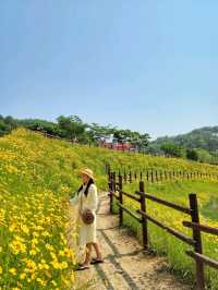 노랑 금계국이 어여쁜 함안 악양생태공원🌼