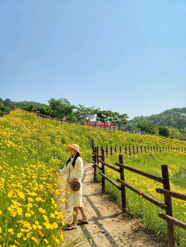 노랑 금계국이 어여쁜 함안 악양생태공원🌼