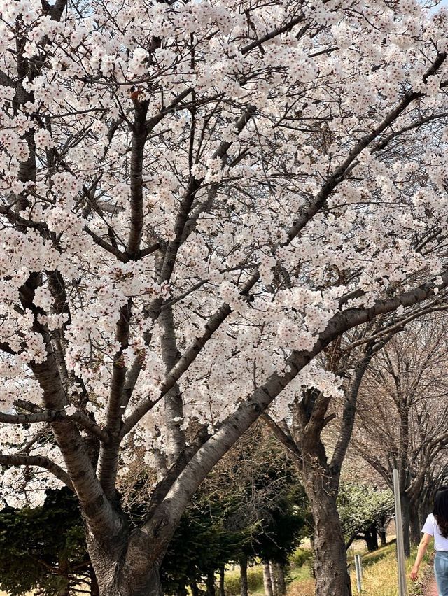 청주의 석촌호수 바이브, 자꾸만 가고싶은 벚꽃길🌸
