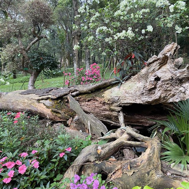 蓮花山公園賞花🌺🪷🌷💐