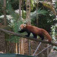 Currumbin Wildlufe Sanctuary 