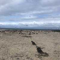 【ケアンズ🇦🇺】砂だけで出来た島"ミコマスケイ"