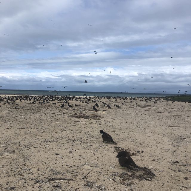【ケアンズ🇦🇺】砂だけで出来た島"ミコマスケイ"