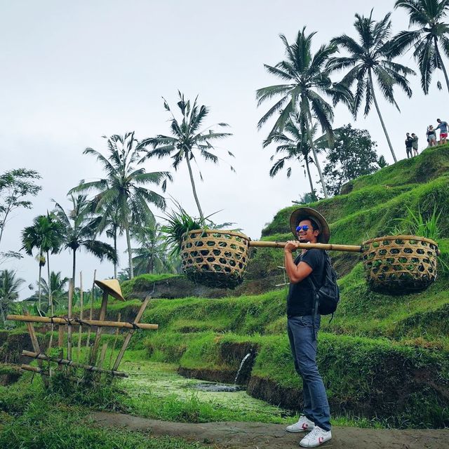 Paddy Field on the Mountain