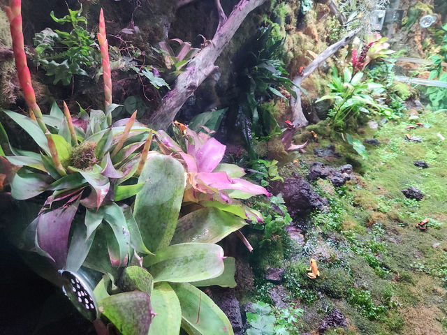 地點屈機既水族館|曼谷暹羅海洋世界