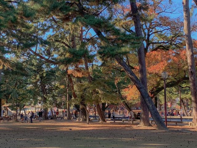 สวนกวางนารา Nara Park 🦌