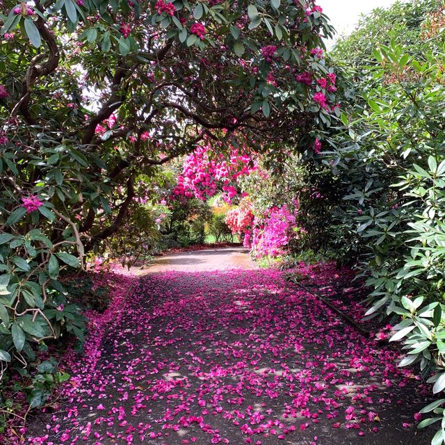 Colorful Rhodendendrum at London’s Kenwood House 