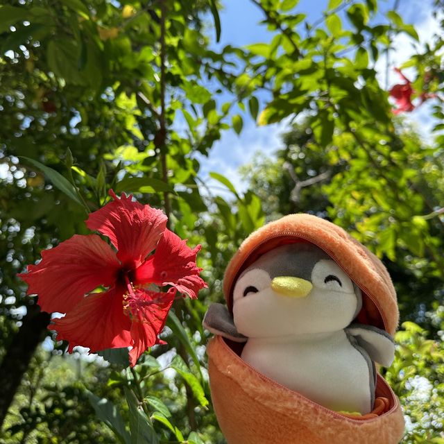 飛機鵝和橙鵝烈日行山🥵