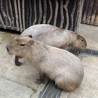 大人小孩都喜歡的神戶動物王國