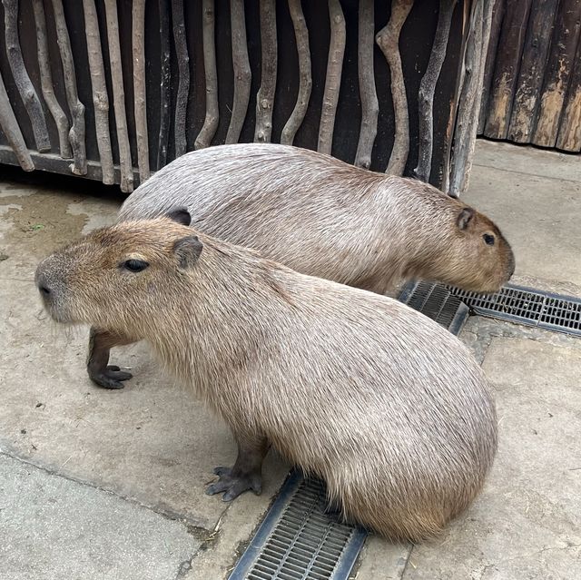 大人小孩都喜歡的神戶動物王國