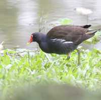 遊大安森林公園等食鼎泰豐小籠包