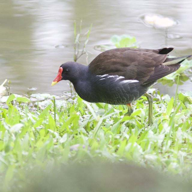 遊大安森林公園等食鼎泰豐小籠包