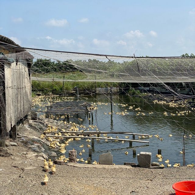 大安水蓑衣生態教育園區🦆