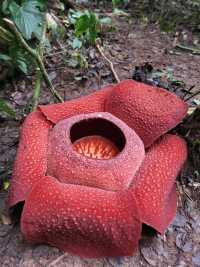 The second largest flower in the world