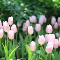 สวนทิวลิป 🌷🌷 Miracle Of Natural 🩷