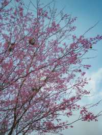 หมู่บ้านสีชมพู