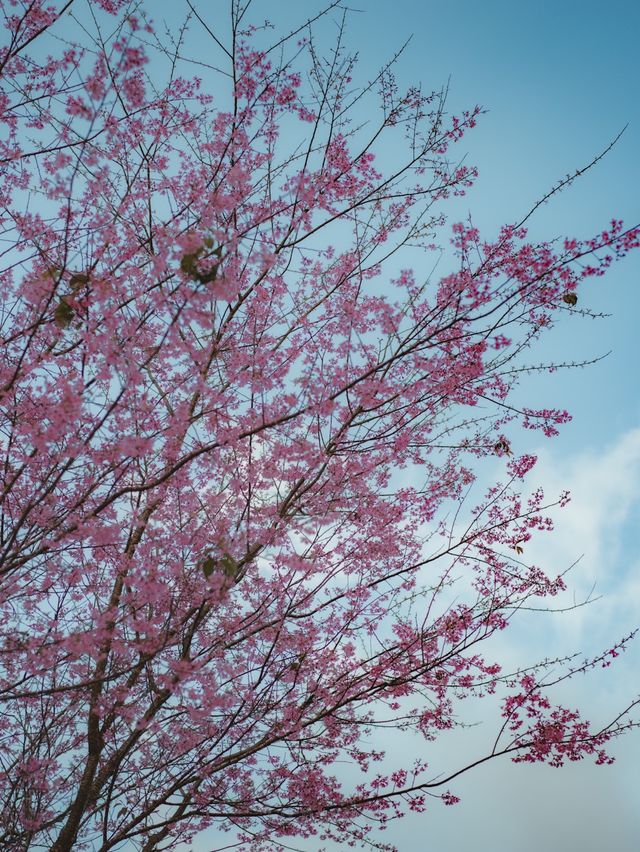 หมู่บ้านสีชมพู