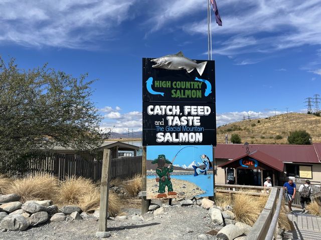 紐西蘭景點，高山鮭魚農場Twizel High Country Salmon，想吃新鮮鮭魚來這裡就對了