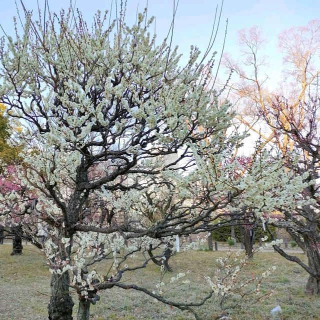 【大阪】梅の花見ならココ🏯大阪城梅林がオススメ