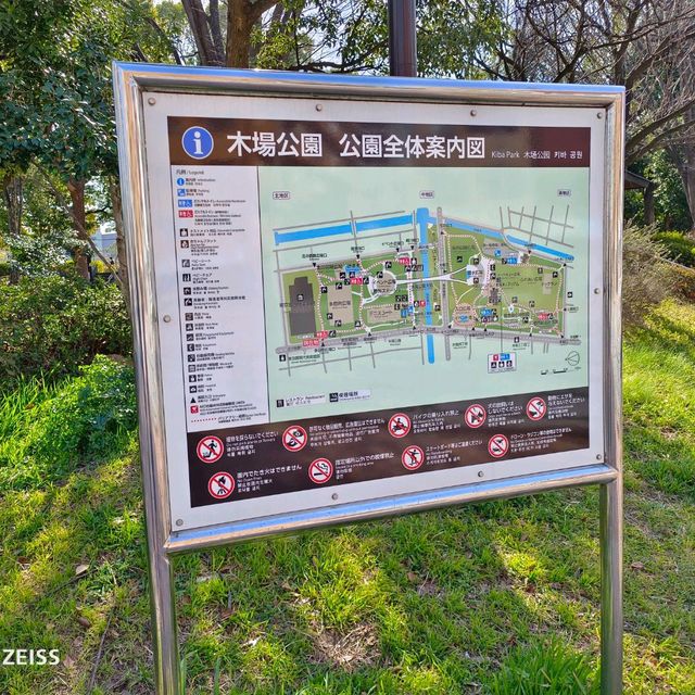 東京木場公園河津櫻