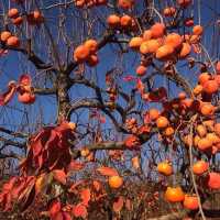 伯斯景點丨季節限定！金黃色大道柿子園Raeburn Orchards
