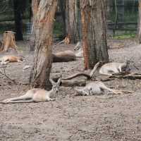 Currumbin Wildlufe Sanctuary 